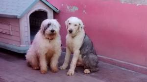 Goli ayudando amigos