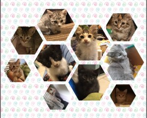 Adoptables. Foto: Mistu'